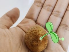 -PAGODA百果园(台柳路凯德广场店)