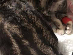 -芭比堂动物医院·犬猫全科·异宠专科(雁塔分院)