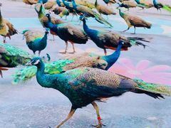 -西双版纳原始森林公园