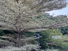 -佛山华盖山公园