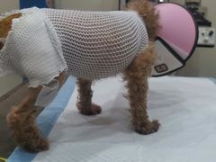 -暖阳宠物医院·犬猫康复中心·骨科