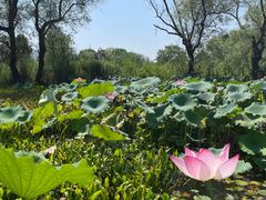 -西溪国家湿地公园