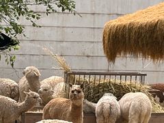 -青藏高原野生动物园