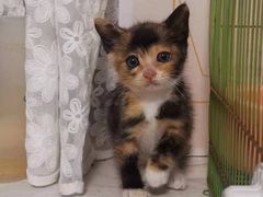 -派特宠物医院(圆融广场店)