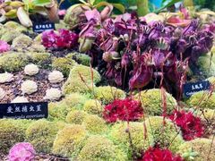 -中国科学院西双版纳热带植物园