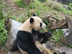-都江堰中华大熊猫苑