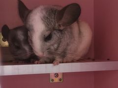-藦茜花园宠物主题亲子互动体验馆(国顺东路店)