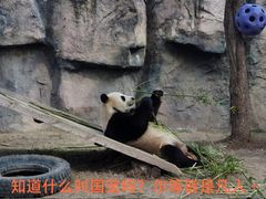 -上海野生动物园