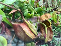 -国家植物园南园