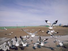 -青海湖国家重点风景名胜区