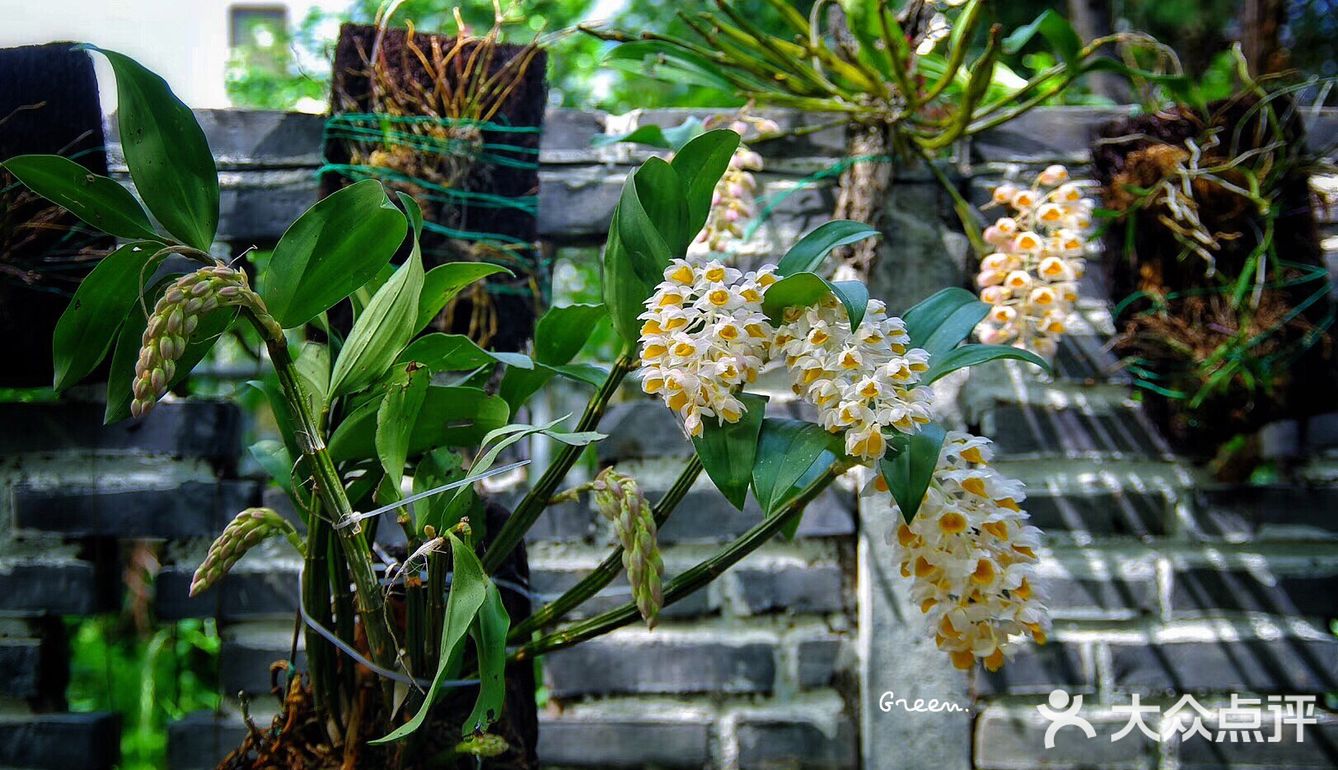 球花石斛
