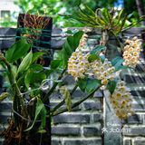 球花石斛