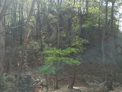 -六里坪国家森林公园