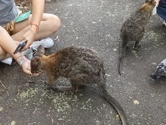 -费瑟代尔野生动物园