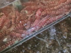 -岛中岛·海鲜大排档·万宁老字号(东澳店)