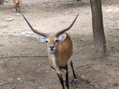 -清迈夜间动物园