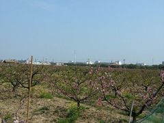 android_upload_pic-南汇桃花村