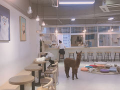 -Heymao猫咖.咖啡厅(东门店)