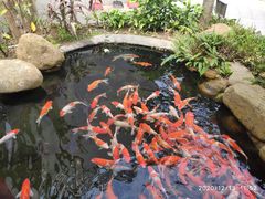 -红花湖景区