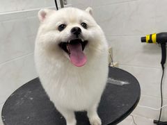 -创凡宠物医院·骨专科  猫科中心(西乡分院)