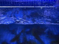-芦茨金富饭庄·25年老字号·专做稻草鸡