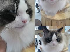 -Heymao猫咖.咖啡厅(东门店)