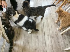 -海边的猫和咖啡馆