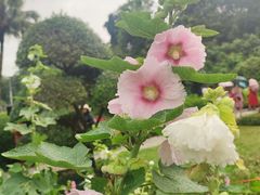 -广西壮族自治区药用植物园