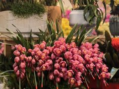 -双季花艺园艺市场(浦东店)