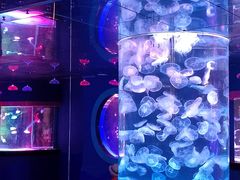 -左海海底世界