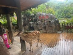 -野象谷景区