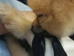 -柯斗斗主题餐厅·狗咖·围炉煮茶·茶饮(国瑞升平里店)