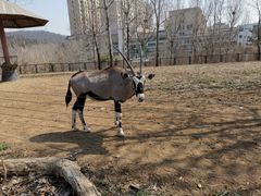 -大连森林动物园