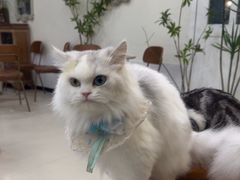 -共舞时光猫咖·狗咖(新街口店)