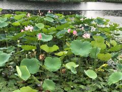 -映月湖公园