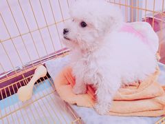 -翊宠yipet猫狗购宠庄园犬舍•猫舍