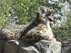 -青藏高原野生动物园
