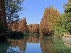 -桤木河湿地公园