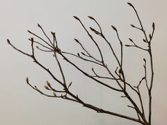 -MOJ coffee(瓯海泽雅水碓坑店)