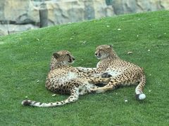 -北京野生动物园