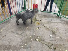 -鄂尔多斯野生动物园