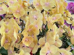 -双季花艺园艺市场(浦东店)