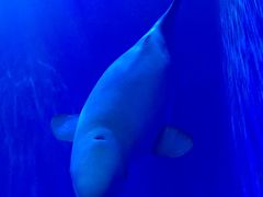 -多彩贵州城极地海洋世界