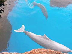 -珠海长隆海洋王国