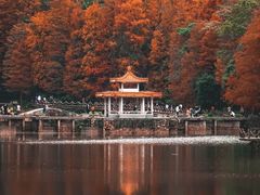 -深圳仙湖植物园