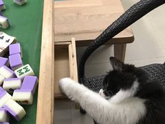 -芭比堂动物医院广州顽皮分院