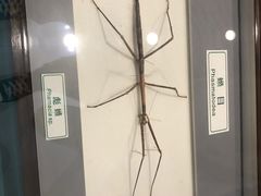 -上海昆虫博物馆