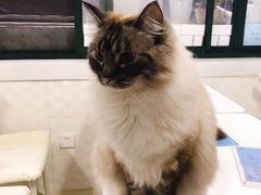 -喵的天空名猫咖啡馆·撸猫·猫舍·用品