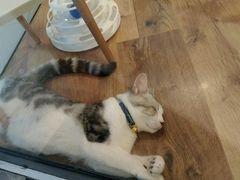 -袖虎·猫馆(体育西路店)