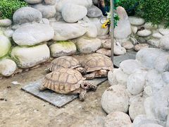 -南宫五洲植物乐园